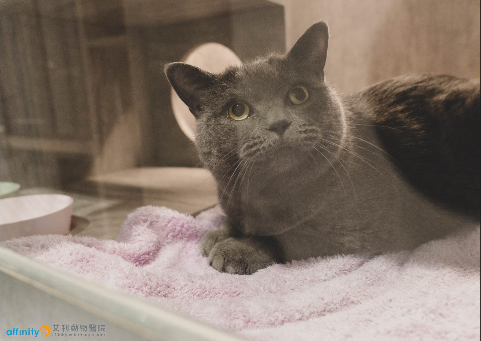 艾利獲ISFM貓友善醫院金級認證